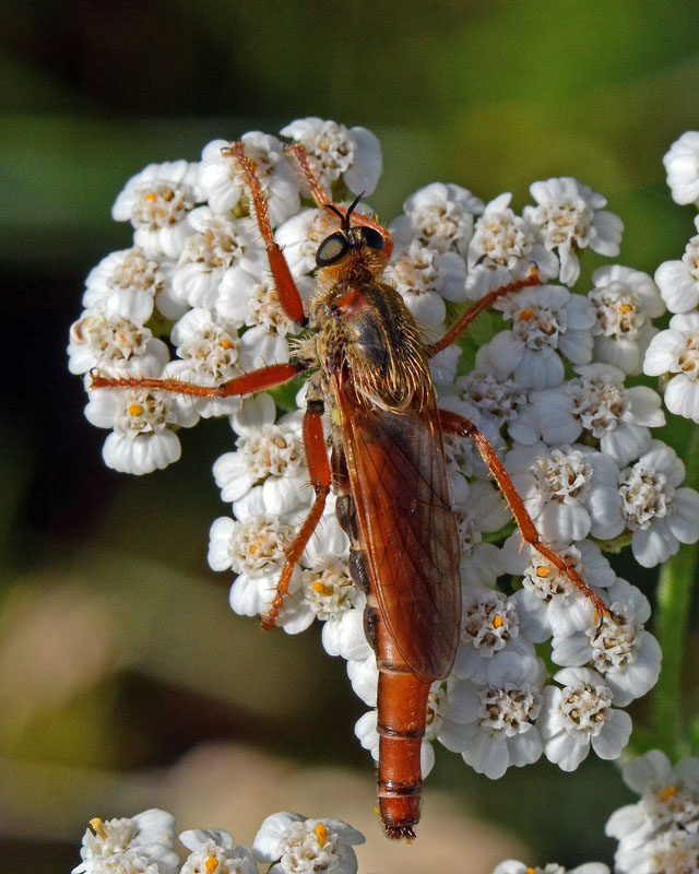 Stenopogon sabaudus (Asilidae)
